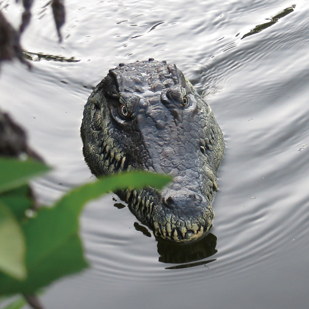 RC Alligator Head 🗽 - migikid